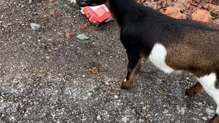 Goat Gets Trapped After Deep Diving Into Food Box