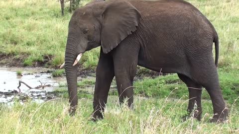 Elephant Pachyderm Tanzania Serengeti Africa