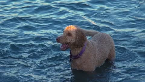 A labradoodle and German Shepard bark and splash in beach waters