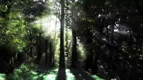 beautiful Nature videos /nature videos download