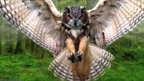 Wildlife Owl