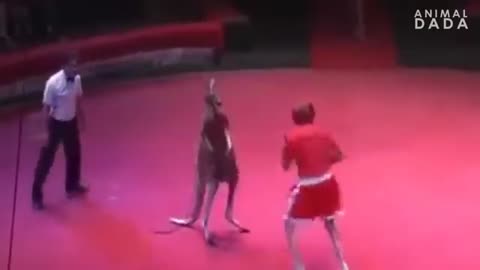 Kangaroo Fights Man | Kangaroo vs Human | Kangaroo Fight | Kangaru 😃