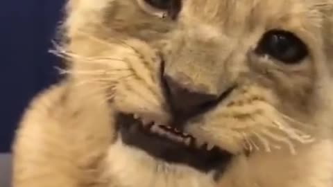 Lion cub roaring🦁