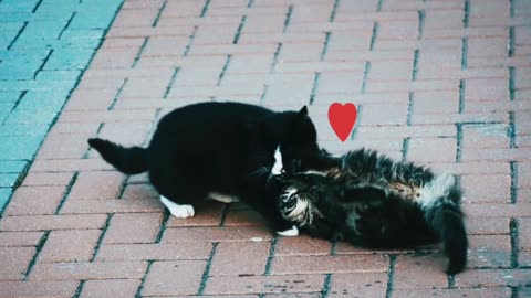 Offering Love through Adorable Cat Quarrels