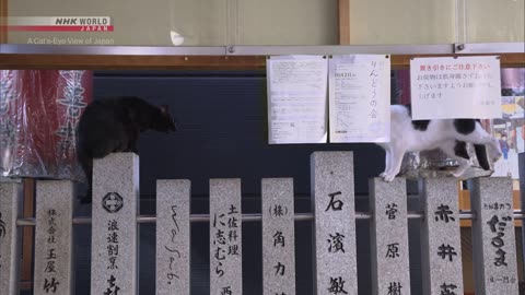 Osaka Fighting Kitties - A Cats-Eye View of Japan NHK WORLD-JAPAN On Demand