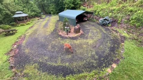 Deer 🦌 Fawn and young buck 🦌 NW NC at The Treehouse 🌳 Lady her new fawn and son Scamp 🦌