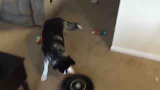 Siberian Husky challenges a Roomba