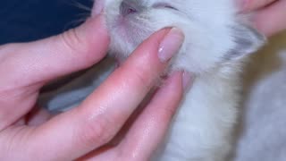 Tiny Massage For A Tiny Kitten