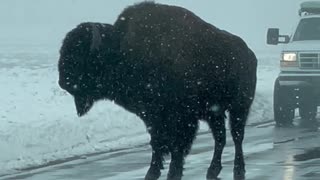 Bison Walks Down Snowy Road in Yellowstone