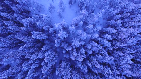 Snowy trees over a winter landscape