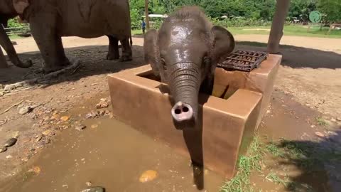 Baby Elephant Wan Mai Daily Routine