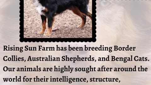 Australian Shepherd for Sale: Your Perfect Canine Companion Awaits!