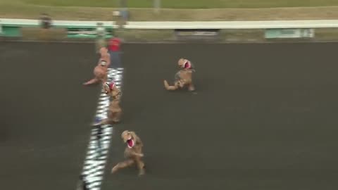 Dinosaurs take the track in viral T-Rex races !!!! #Viral_video #trending #Rumble