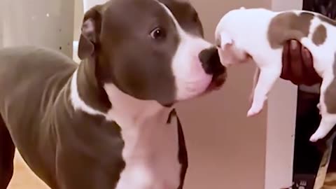 Harilous Mama Dog Freaks out After meeting Pappy !