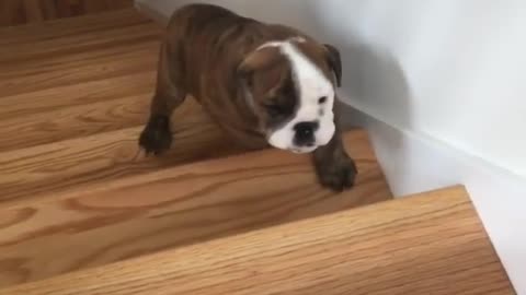 Bulldog learned how to get upstairs