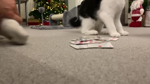 Trying to play snap with a kitten
