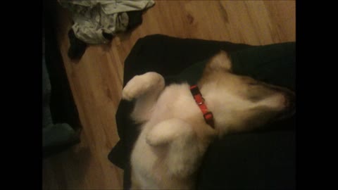 Sleeping puppy having happy puppy dreams