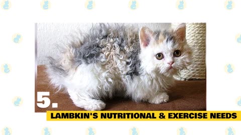 "Lambkin Cats Unveiled: Fun Facts and Debunked Myths"