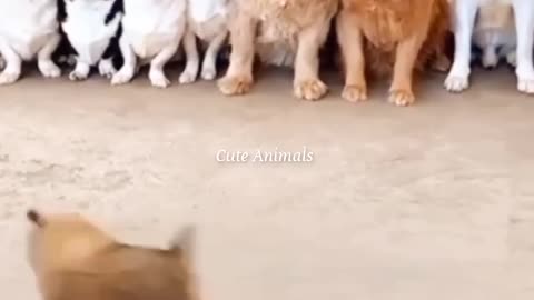 Animals fun video