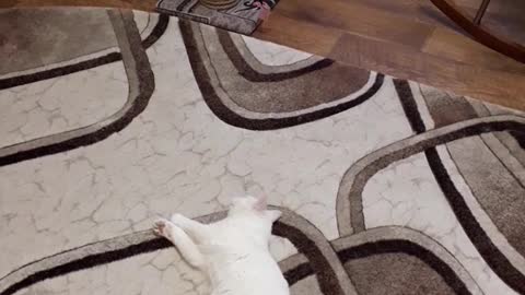 Kitten playing with a cat-very cute video