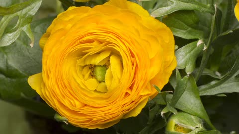 Ranunculaceae buttercup family