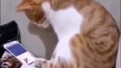 Cat Comforted after his Master's Death