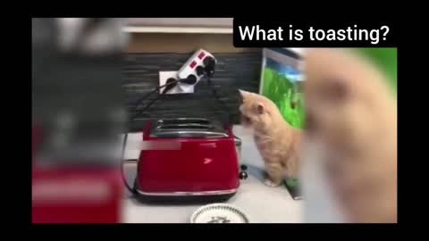 This cat tried toasting. The result . . . 😂😂😂😂