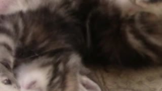 Adorable Kittens Wrestling