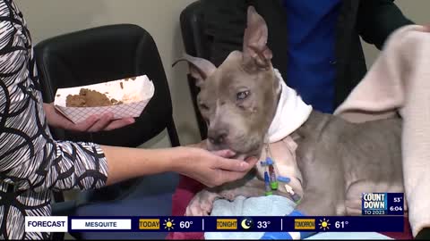 Abused dog found on brink of death making steps toward recovery