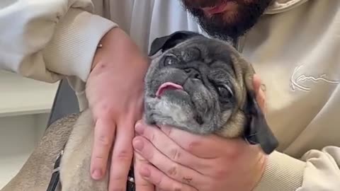Cute Dogs Chiropractor ❤️😢🥰😍5