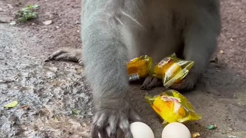 Feeding Time: A Monkey's Culinary Delight"👍👍👍