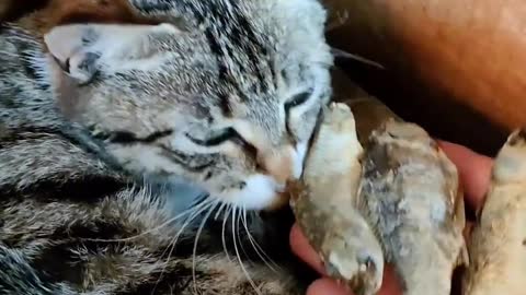 This cat mother just gave birth to a litter of kittens and wants to catch the chicks for the baby