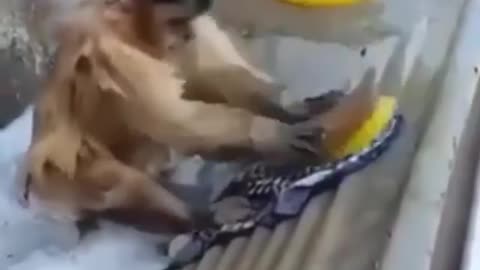 smart monkey can do everything