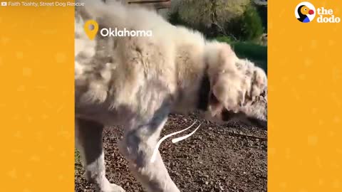Dog Left Behind in Doghouse Finds a Mom Who Loves Him The Dodo