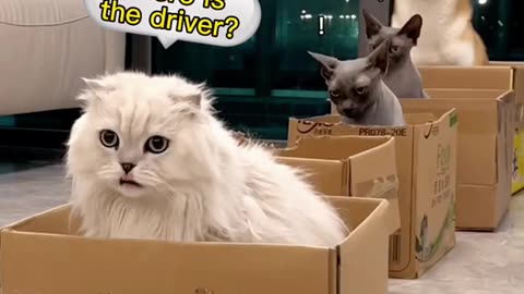 Cute cat ll viral video