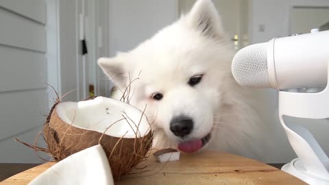 ASMR Dog Eating Crunchy Coconut I MAYASMR