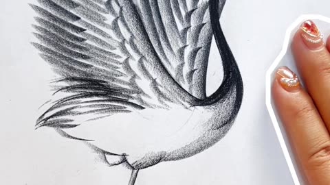 How to draw realistic birds for beginners with pencil | Pencil Sketch Video | Easy to draw