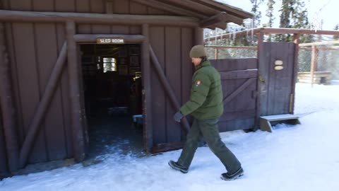 Exploring Denali National Park With Real American Sled Dogs