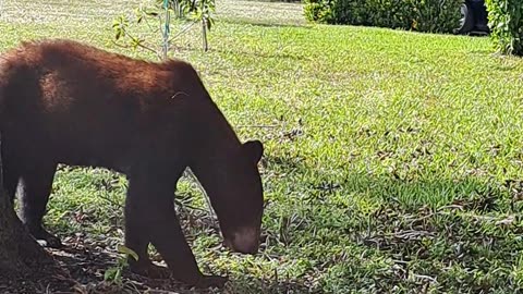 Bears near where I am staying in Naples, Fl Dec 3rd, 2023 WOW!