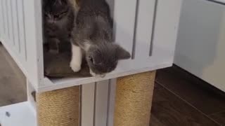 2 kittens playing