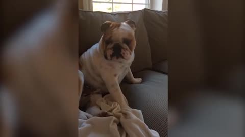 Bulldogs are the best dogs in the world - when the dog makes the audience