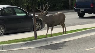 Small Town Buck