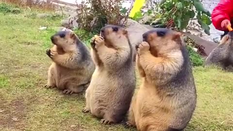 Cute Wild animal bobak marmot or prairie dog 16 #marmot #animal #prairiedog #animals #wildanimals