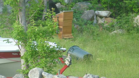 Black Bear Breaks Game Camera