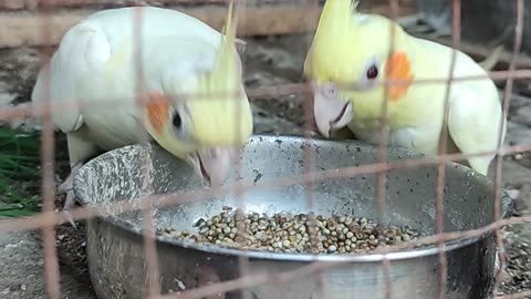 Cocktail parrots eating Millet 🦜🦜