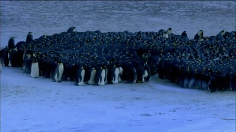 Baby Emperor Penguins Emerge from Their Shells | Nature on PBS