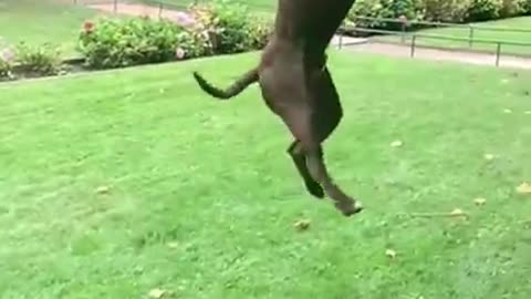 Dogs That Fly - American Pit Bull Terriers Show Their Jumping Agility. Silly doggy sits