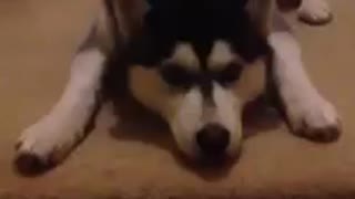 Extremely stubborn husky refuses to leave home