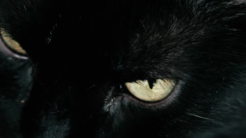 Sharp look of a black cat with yellow eyes