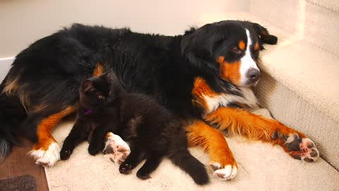 Dog and cat share lovely nap time